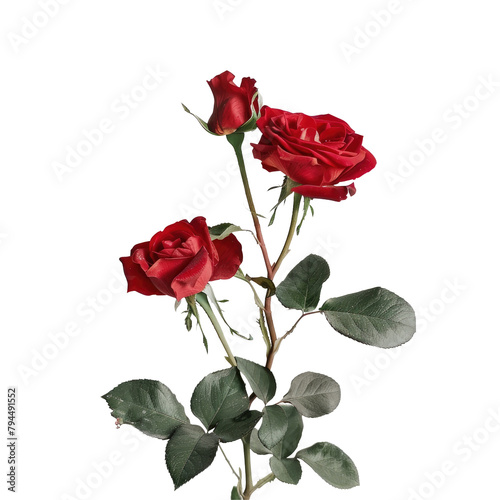 Gorgeous red rose blooms set against a transparent background