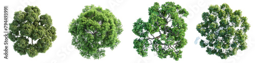 Eastern Cottonwood Trees Top View  Hyperrealistic Highly Detailed Isolated On Transparent Background Png File photo