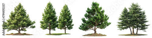 Eastern Red Cedar Trees   Hyperrealistic Highly Detailed Isolated On Transparent Background Png File photo