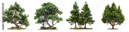Eastern Red Cedar Trees  Hyperrealistic Highly Detailed Isolated On Transparent Background Png File