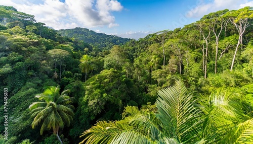 an aerial view of the vegetation in a tropical jungle