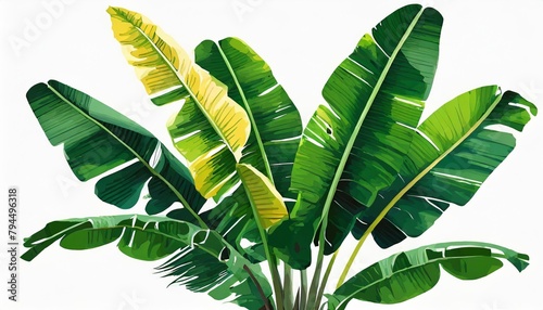 banana leaves and branch of isolated tropical green leaves exotic and unique digital illustration and painting of elements found in mainly brazilian forests and jungles photo