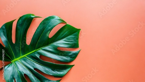 philodendron tropical leaves on coral color background minimal summer