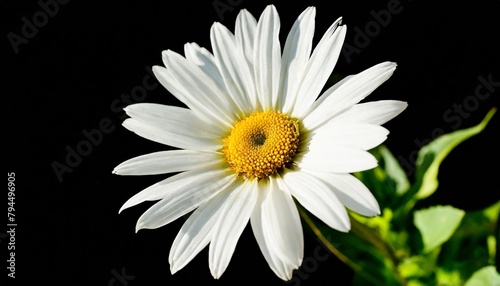 white flower png picture