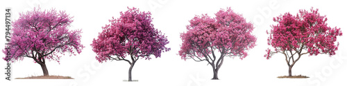 Eastern Redbud Trees  Hyperrealistic Highly Detailed Isolated On Transparent Background Png File © Wander Taste