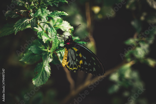 Butterfly on a Flower