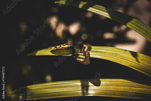 Butterfly on a Flower