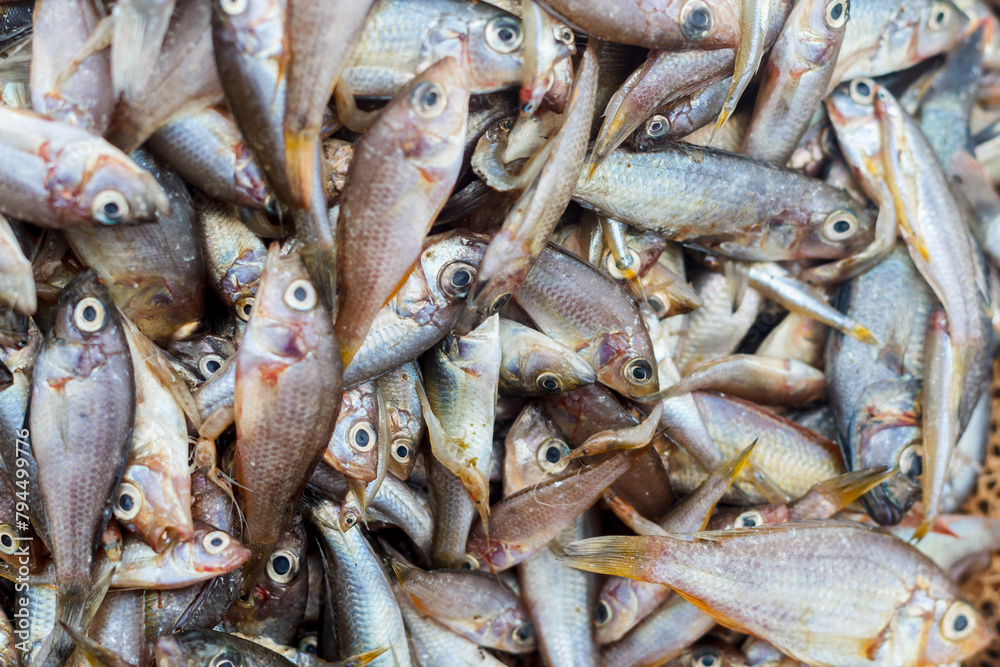 Obraz premium Fish at a market after being harvested