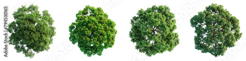 Hackberry Trees Top View Drone Shoot Hyperrealistic Highly Detailed Isolated On Transparent Background Png File