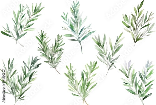 Set Watercolor vector pine tree illustration, isolated white background, flower clipart, for bouquets, wreaths, arrangements, wedding invitations, anniversary, birthday, postcards, greetings photo