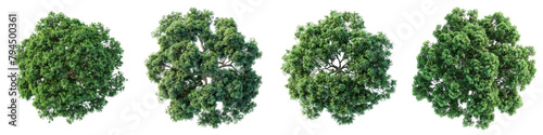 Hackberry Trees Top View Drone Shoot Hyperrealistic Highly Detailed Isolated On Transparent Background Png File photo