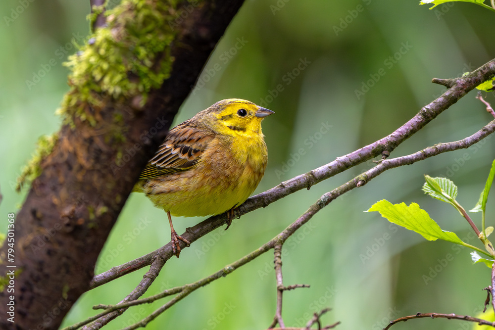 Obraz premium Goldammer sitzt auf einem alten Ast im Frühling | Vogel | Bird