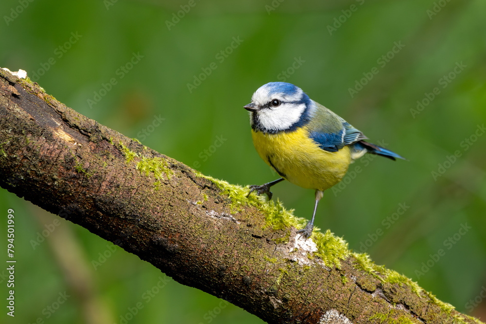 Blaumeise sitzt auf einem alten Ast | Vogel | Bird Blaumeise sitzt auf einem alten Ast | Vogel | Bird