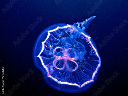 Common jellyfish (Aurelia aurita), dive site Amber Jack, Destin, Panhandle, Gulf of Mexico, Florida, USA, North America photo