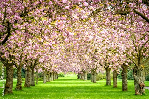 Cherry tree avenue with cherry blossoms in the main cemetery Altona, Hamburg, Germany, Europe photo