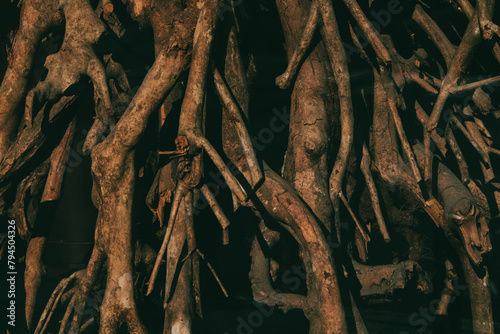 Dark banyan bodhi brown tree root system in a wild nature. Abstract natural backdrop with trees roots. Twisted branches wallpaper. Growing plants.
