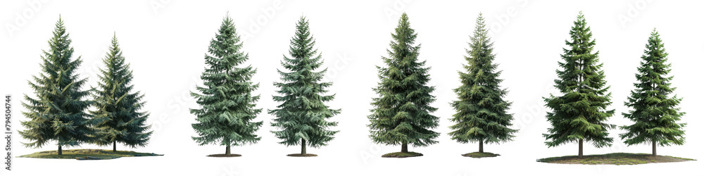 Norway Spruce Trees Hyperrealistic Highly Detailed Isolated On Transparent Background Png File