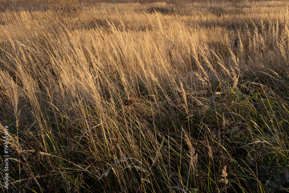 Dry grass background. Autumn landscape of an overgrown field for publication, poster, calendar, post, screensaver, wallpaper, postcard, cover, website. High quality photo Dry grass background. Autumn landscape of an overgrown field for publication, poster, calendar, post, screensaver, wallpaper, postcard, cover, website. High quality photo
