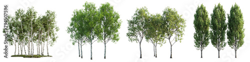 Poplar Trees Hyperrealistic Highly Detailed Isolated On Transparent Background Png File photo