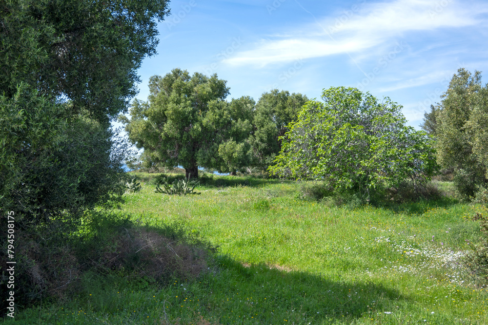 Olive groves at Sithonia coastline near Kastri Beach, Chalkidiki, Greece