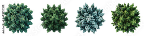 Serbian Spruce Trees Top View Drone Shoot Hyperrealistic Highly Detailed Isolated On Transparent Background Png File photo