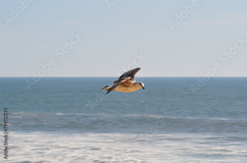 Seagull in full flight over the sea with horizon line and motion blur in the background