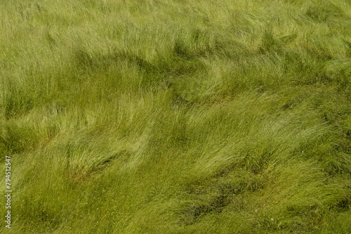 Texture of large grass in the field with different inclinations due to the action of the wind