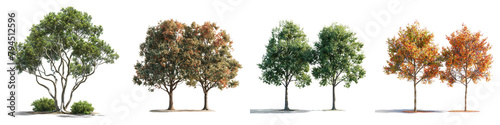 Sweetgum Trees Hyperrealistic Highly Detailed Isolated On Transparent Background Png File photo