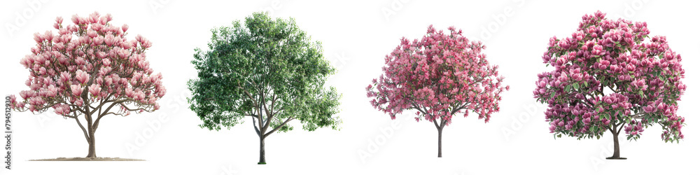 Tulip Tree Trees Hyperrealistic Highly Detailed Isolated On Transparent Background Png File