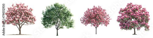Tulip Tree Trees Hyperrealistic Highly Detailed Isolated On Transparent Background Png File