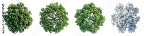 White Ash Trees Top View Drone Shoot Hyperrealistic Highly Detailed Isolated On Transparent Background Png File photo