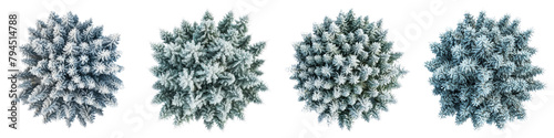 White Spruce Trees Top View Drone Shoot Hyperrealistic Highly Detailed Isolated On Transparent Background Png File