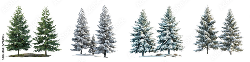 White Spruce Trees Hyperrealistic Highly Detailed Isolated On Transparent Background Png File