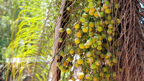 Queen Palm Tree Fruits photo