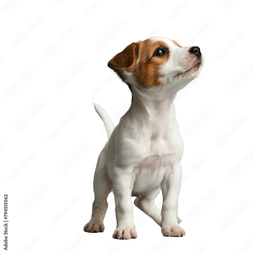 A lively Jack Russell terrier puppy stands out against a gray backdrop set against a clear uncluttered background