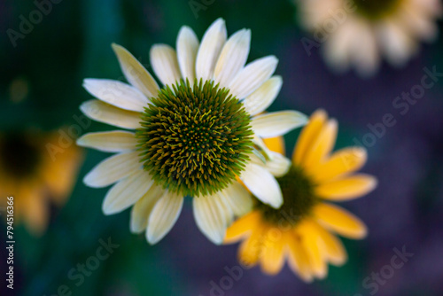 Single Helianthus schweinitzii pale yellow flower on dark blue background macro photo. Beautiful sunflower in summer garden. Perennial wildflower. photo