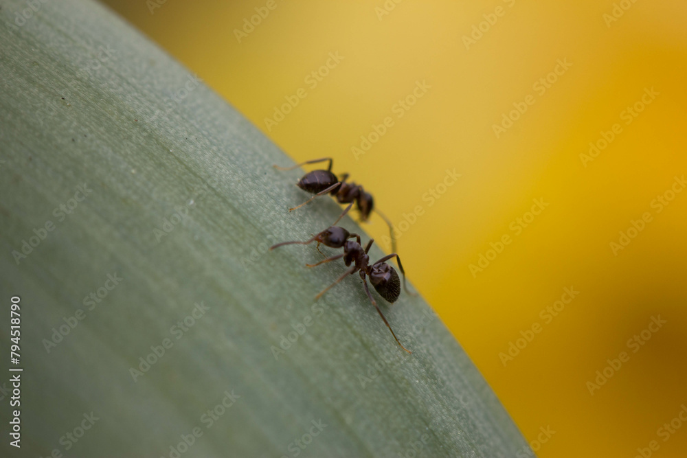 Two ants on a plant