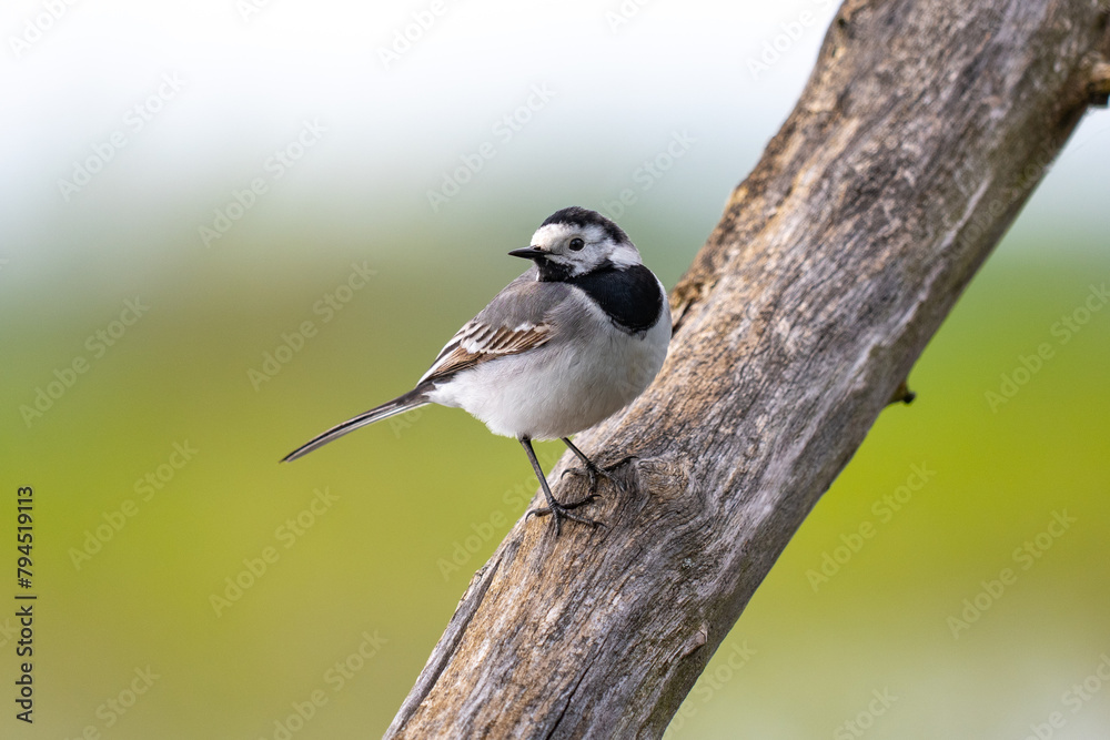 Fototapeta premium White Wagtail, Motacilla alba, single bird
