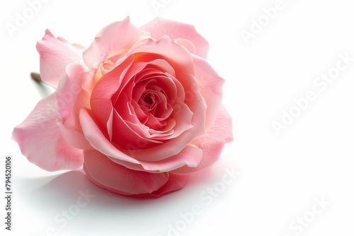 Delicate pink rose bloom