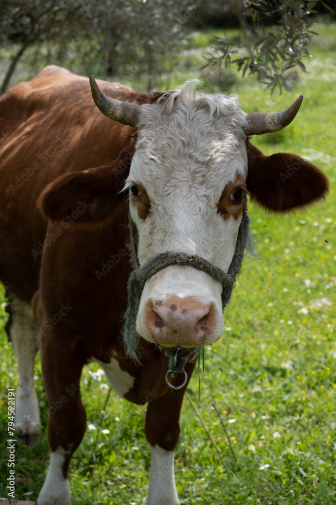 cows graze on a green field in sunny weather. HQ