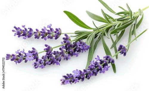 Lavender Flowers and Leaves