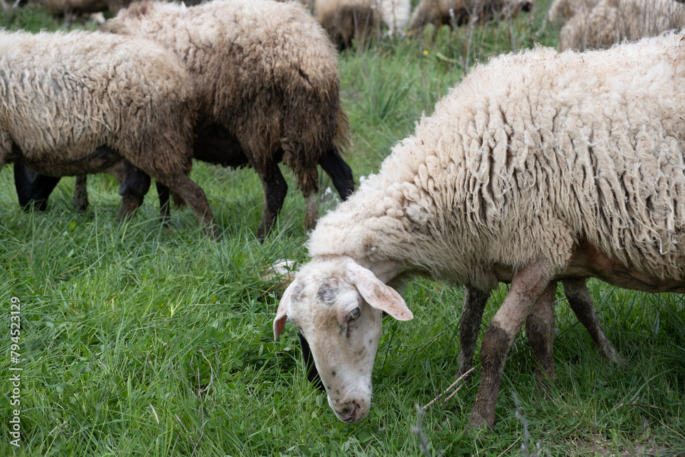 View of white sheep grazing on the green field View of white sheep grazing on the green field