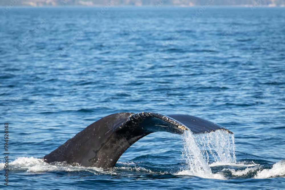 Obraz premium Humpback Whale Tail while diving