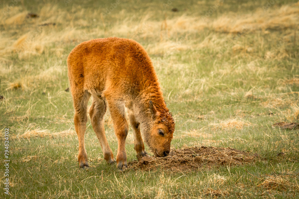 Newborn American Bison calf in the Rain Newborn American Bison calf in the Rain