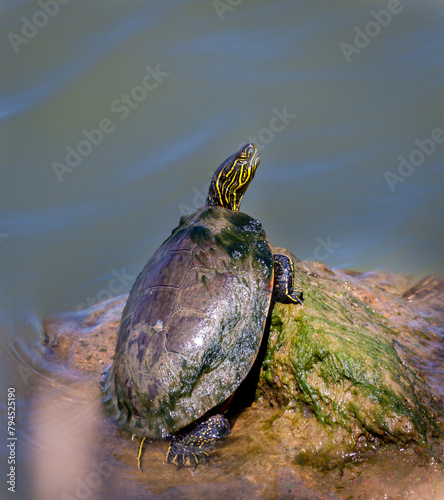 Painted Turtle sitting on a Rock by the water