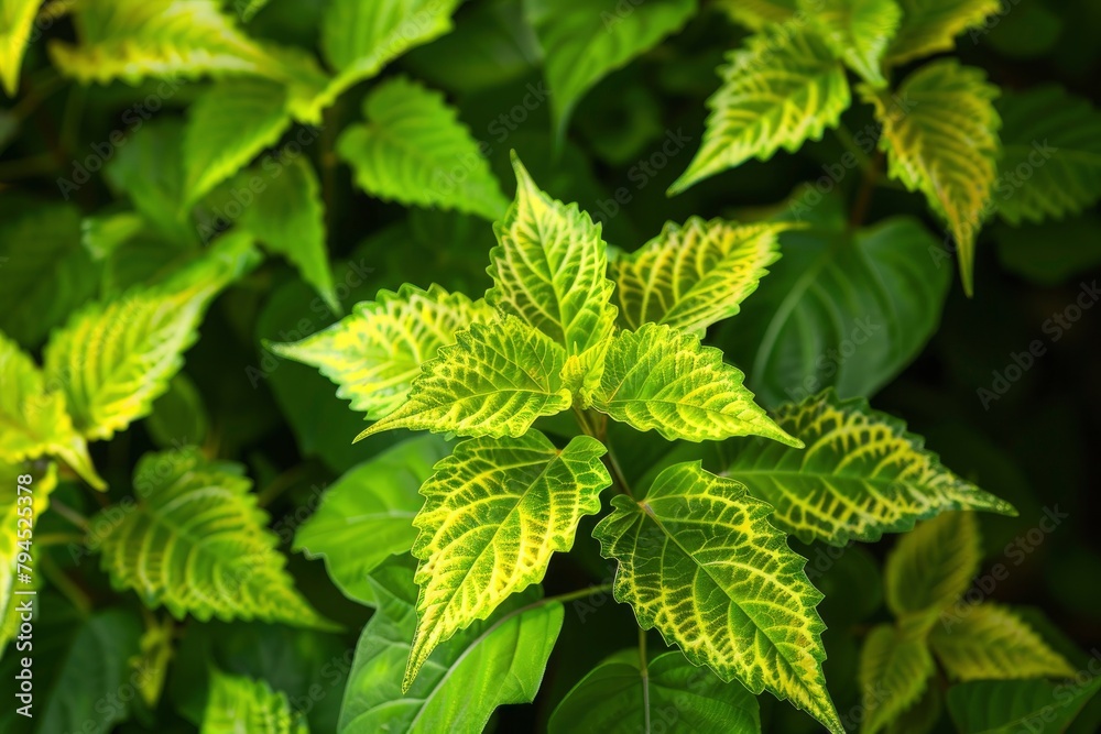 The coleus barbatus plant lives in tropical areas. the green leaves and tropical growth called coleus barbatus live in tropical areas - generative ai The coleus barbatus plant lives in tropical areas. the green leaves and tropical growth called coleus barbatus live in tropical areas - generative ai