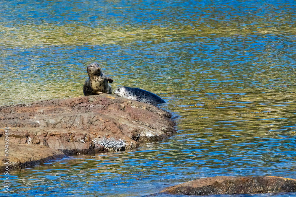 Fototapeta premium Mama and baby harbor seal on a rock