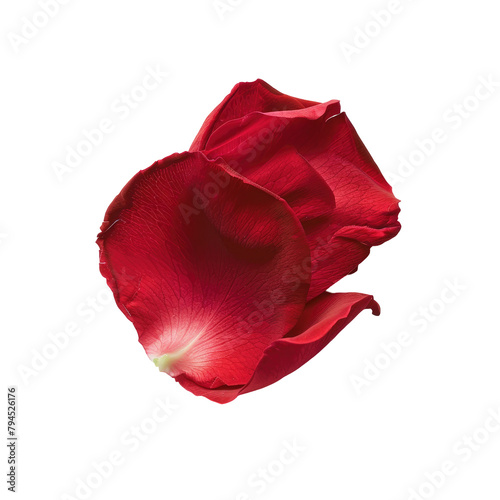 An isolated red rose petal set against a transparent background
