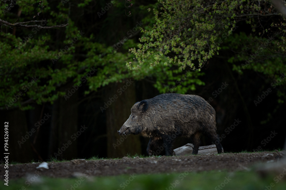 Wild sow in the spring forest. Wild boar with small piglets. European wildlife in the forest. Wild sow in the spring forest. Wild boar with small piglets. European wildlife in the forest.