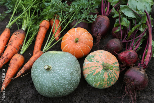 Autumn harvest of fresh raw carrot, beetroot and pumpkin close up on soil ground in garden. Harvesting organic eco bio fall vegetables